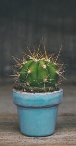 A cactus in a blue pit