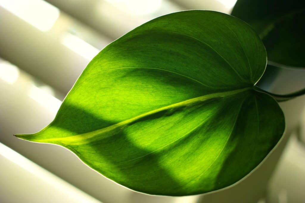 A philodendron on the article Why is my Philodendron Brasil Dying