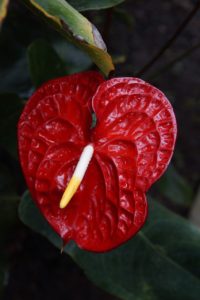 A red anthurium