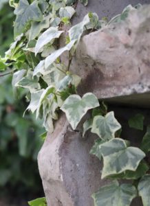 English Ivy