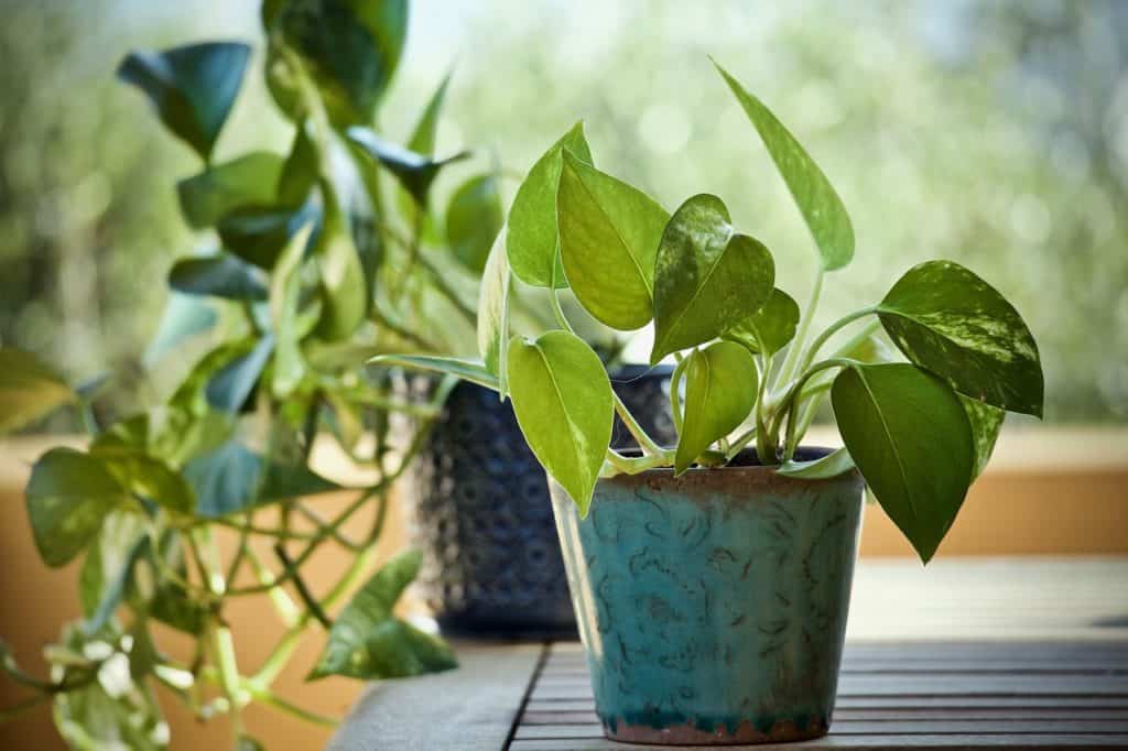A pothos on the article How to Save the Brown Stems on Your Pothos Plant