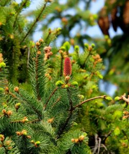 A close up of pine needles
