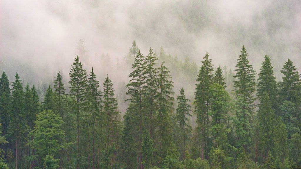 A large forest of conifers on the article What is the Best Garden Shredder for Conifers