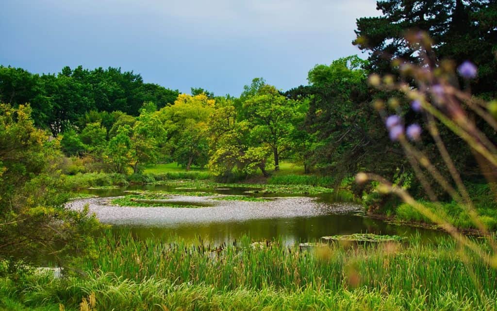 A pond on the article What are The Best Marginal Plants for Small Ponds