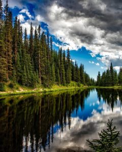 A lake with trees