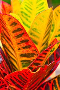 A colorful leaved plant