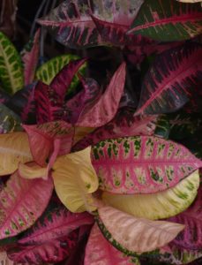 A croton