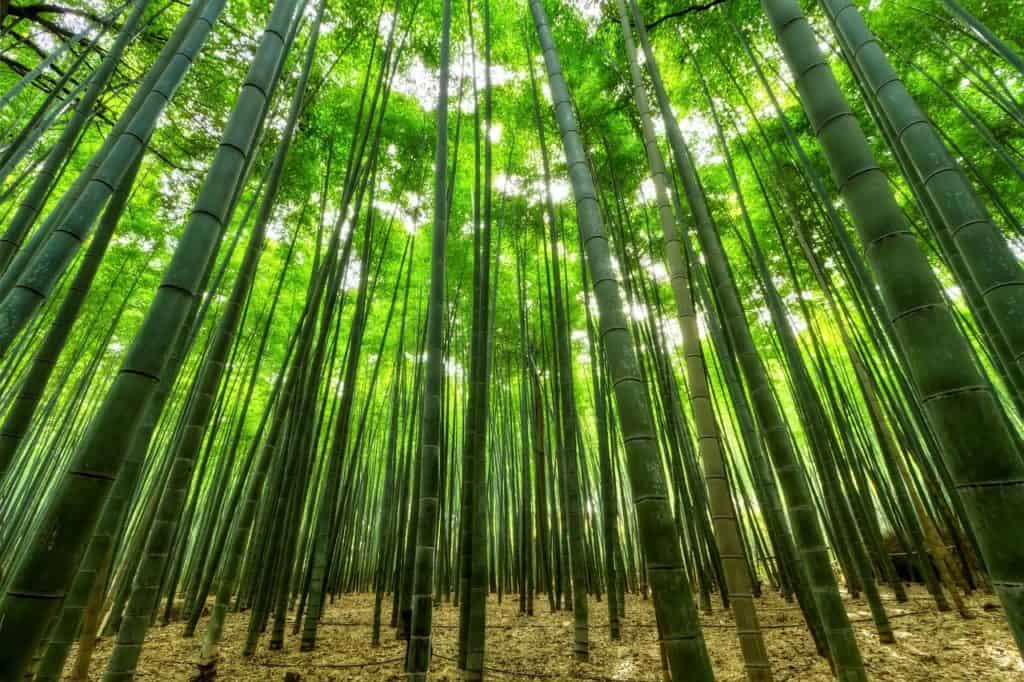 Tall bamboo shoots on the article Can you Grow Bamboo in Florida