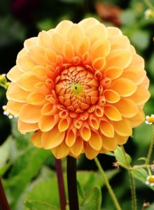 A orange dahlia