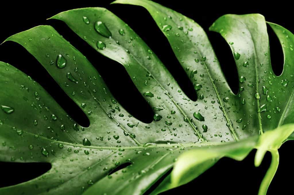 A monstera on the article Does a Monstera like Direct Sunlight
