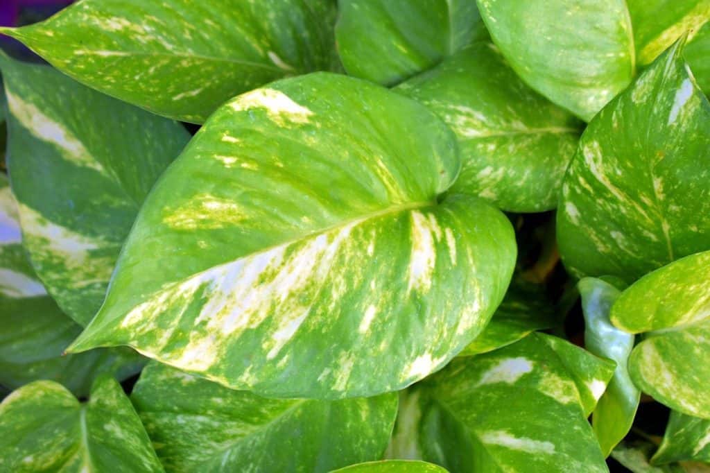 Golden pothos on the article Hawaiian Pothos VS Golden Pothos
