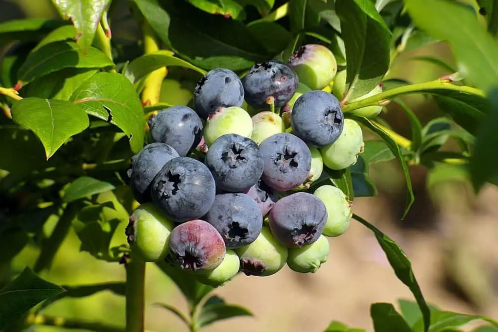 Blueberries on the article How to Grow Blueberries in Texas