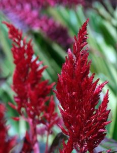 Celosia Dragon's Breath