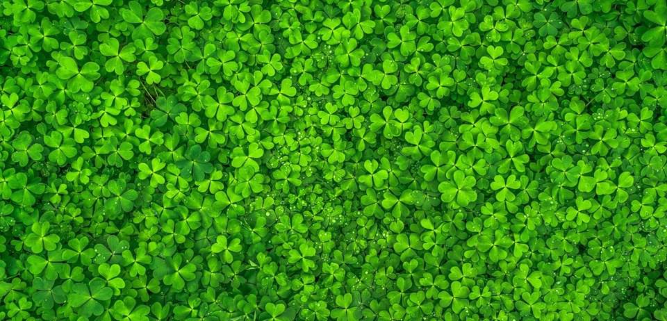 Lots of green clovers on the article Planting Clovers in Spring