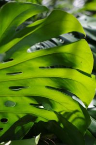 A monstera