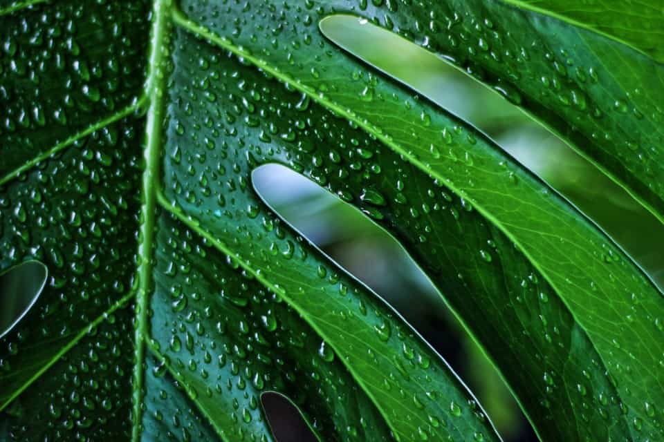 A monstera on the article Why are my Monstera Leaves not Splitting