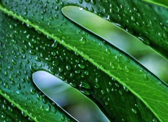 A monstera leaf on the article Why is my Monstera Drooping