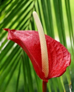 An anthurium