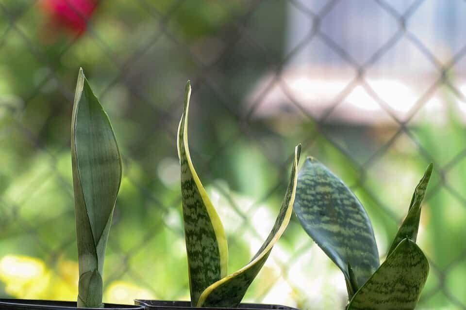 Snake plant on the article How To Care for a Snake Plant in the Winter