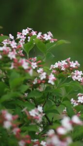An abelia