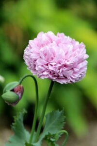 A Peony