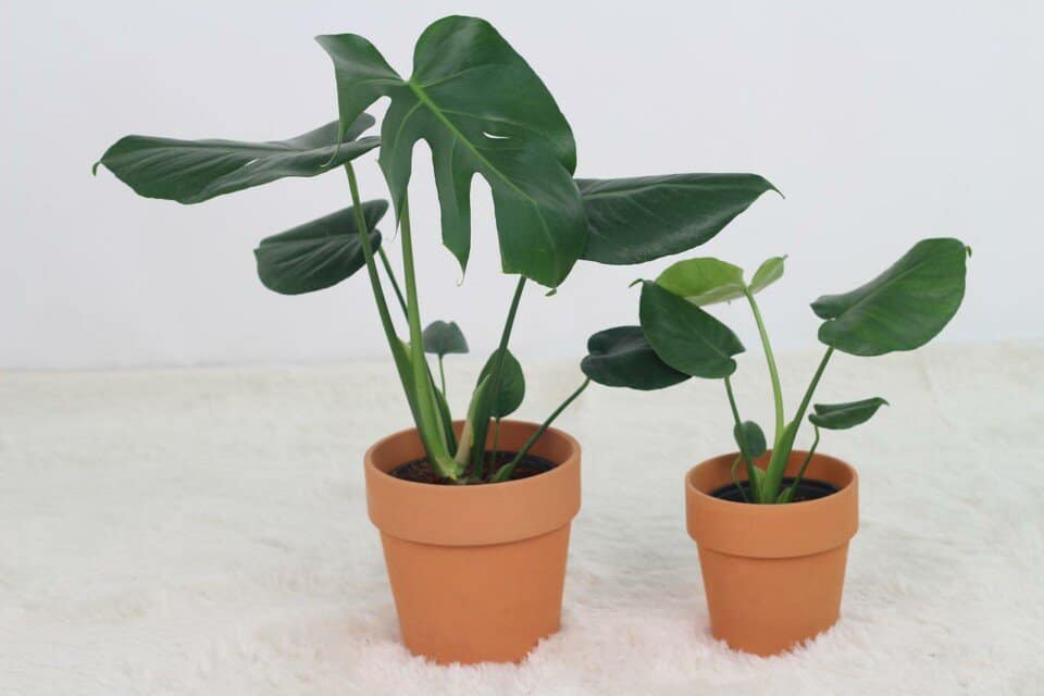 A monstera on the article Why is my Monstera Cutting Not Rooting