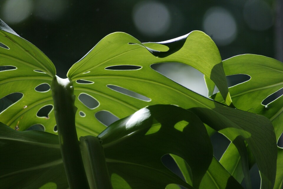 A monstera on the article Why Are Some Monstera Expensive