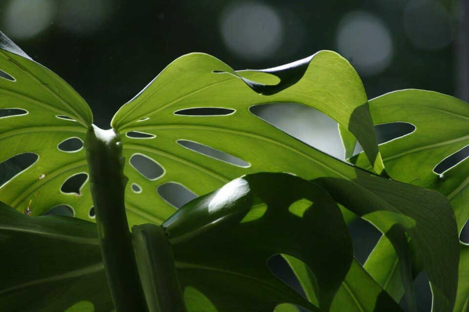 A monstera on the article Why Is Your Monstera Turning Brown