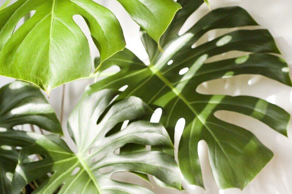 A monstera on the article Is a Monstera a Tropical Plant?