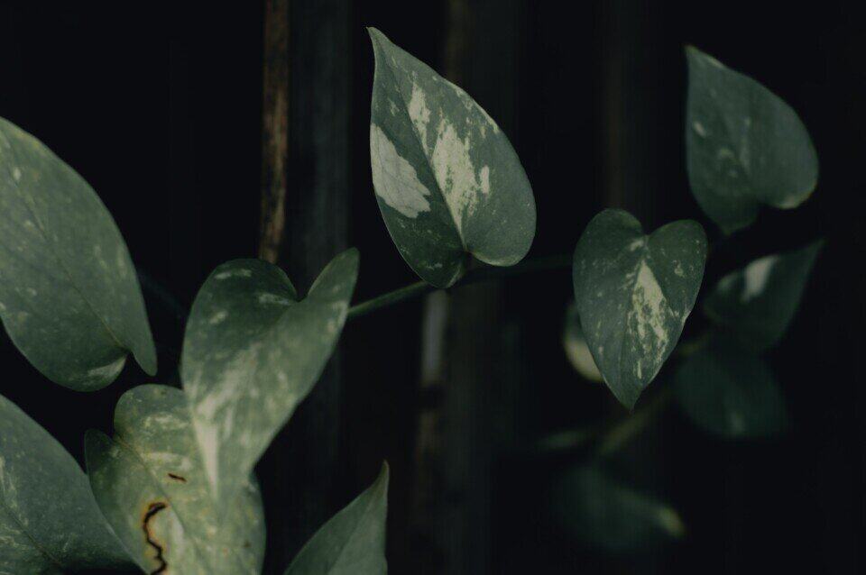 A pothos on the article Why is my Pothos Cutting not Rooting