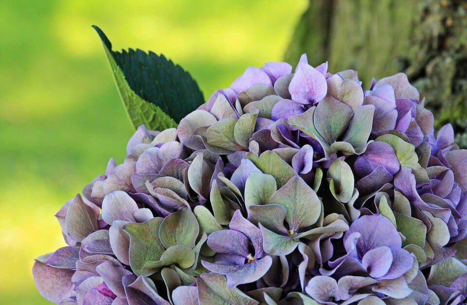 A hydrangea on the article What to do with Hydrangeas in the Fall