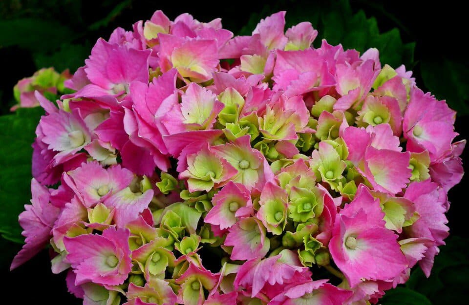 A hydrangea on the article Hydrangea Classification: Is A Hydrangea Monocot Or Dicot