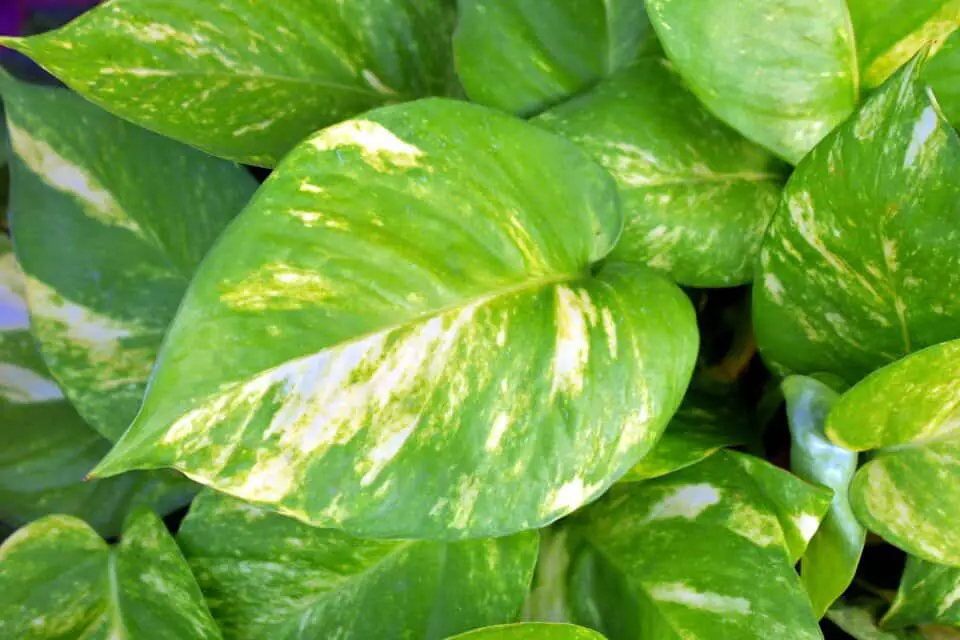 A pothos on the article Is Dragon Tail Plant a Monstera? Understanding the Differences