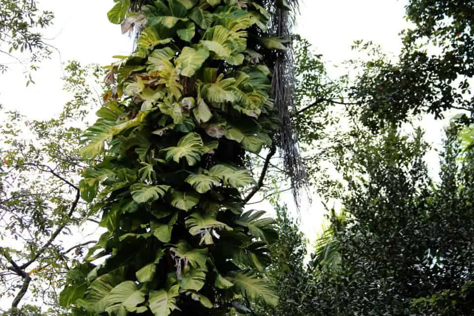 A monstera on the article Why Is My Monstera Sweating? Understanding Guttation