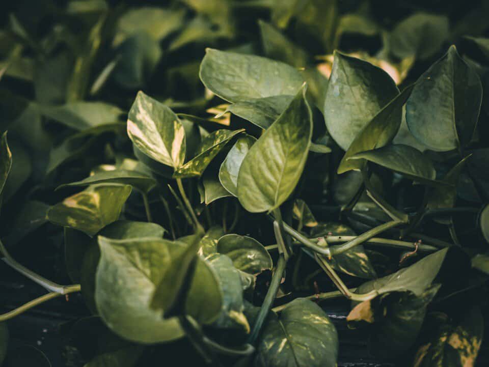 A pothos on the article Why is My Pothos Sticky