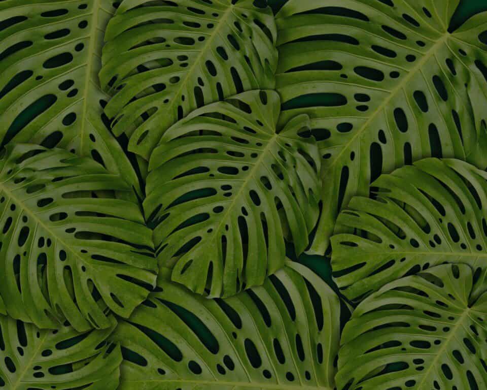 A monstera on the article How to Save a Monstera with Sunburn