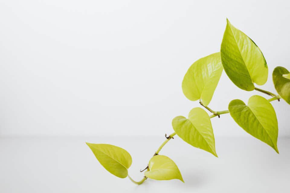 A pothos on the article Why Is My Pothos Not Full