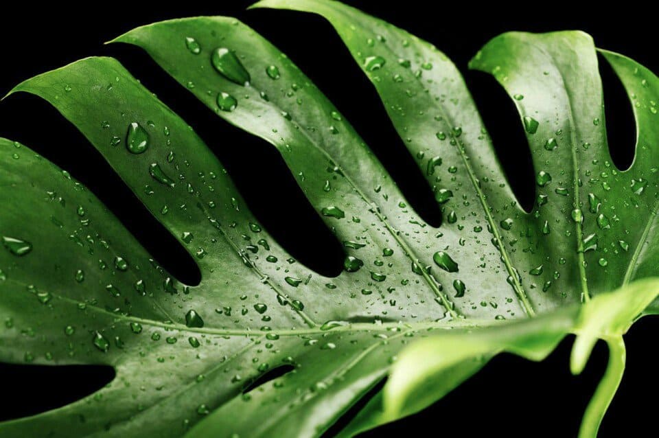 A monstera on the article Why Are Your Monstera Leaves Curling & How to Fix Them