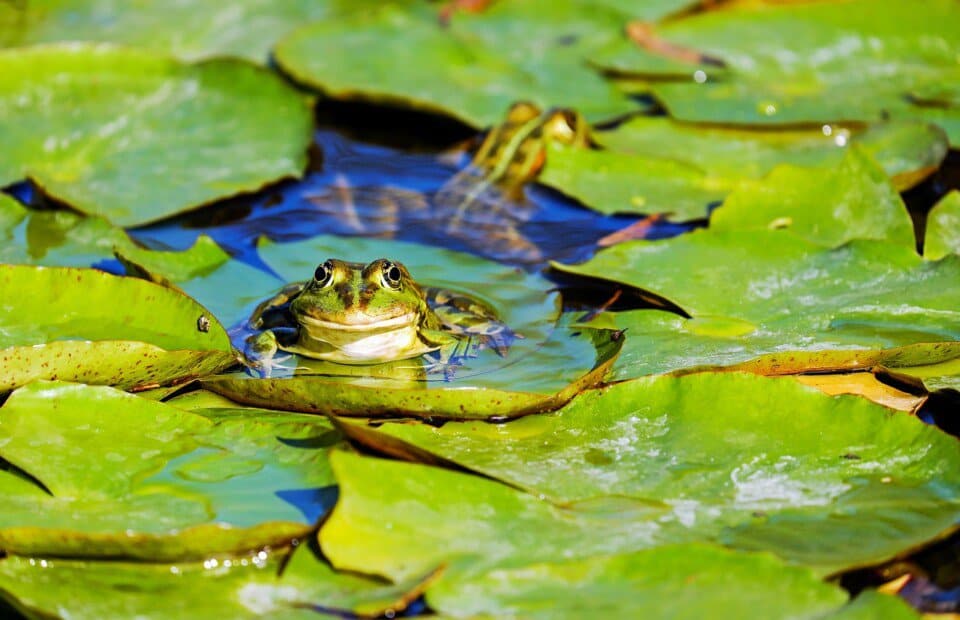A frog on the article Are Frogs Good for Gardens? Benefits, Downsides & How to Attract Them