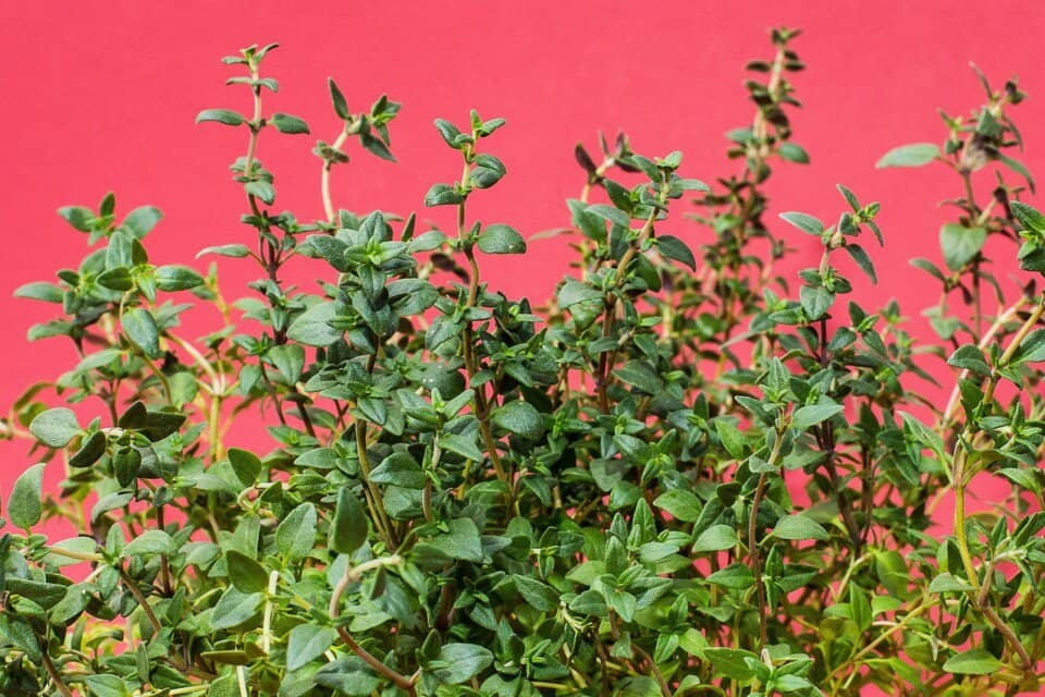 A thyme plant on the article Top Companion Plants for Thyme: Best Garden Pairings