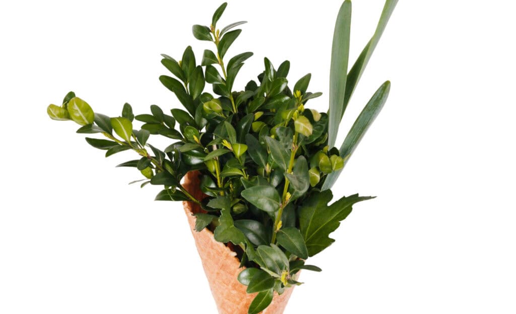A green leaved plant in a brown container on the article Why Is My Blue Star Fern Turning Brown? Causes & Fixes