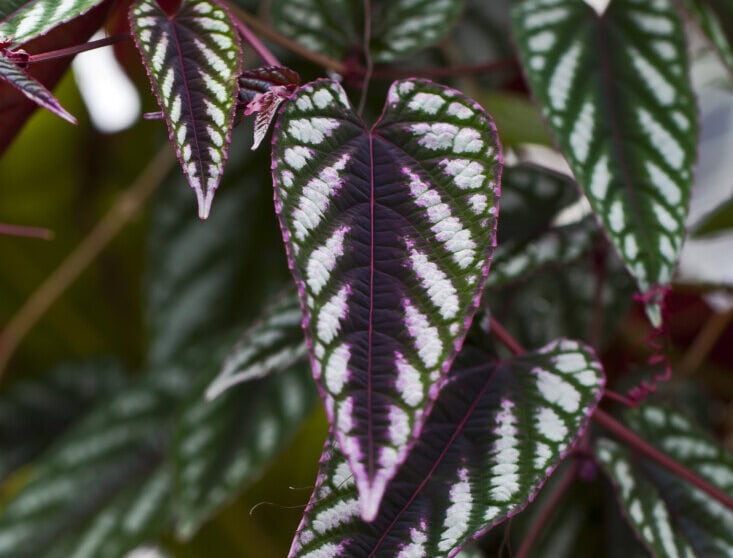 A cissus discolor on the article Is Cissus Discolor a Begonia? Differences, Similarities and More