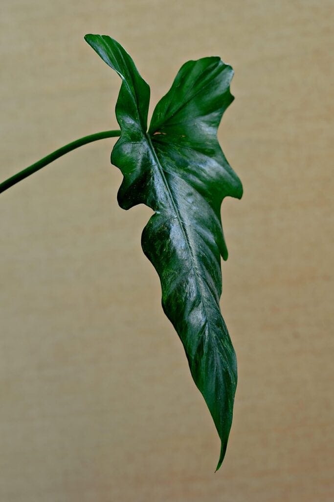 A green leaf on the article How to Propagate Bird’s Nest Anthurium – Step-by-Step Guide