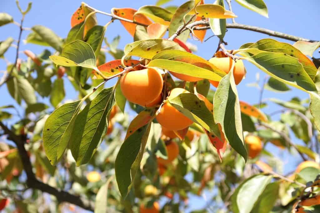 A orange fruit tree with green leaves on the article How to Grow Persimmon Trees from Seeds - Step-by-Step