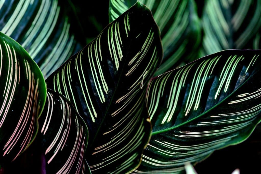 A calathea plant on the article How to Take Care of a Rattlesnake Plant: Watering, Light, and More
