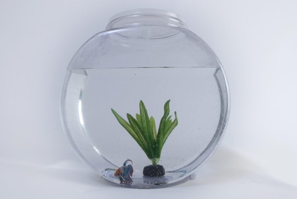 A plant and a fish in a bowl on the article What’s in a Ninja Goldfish Plant? Find Out More
