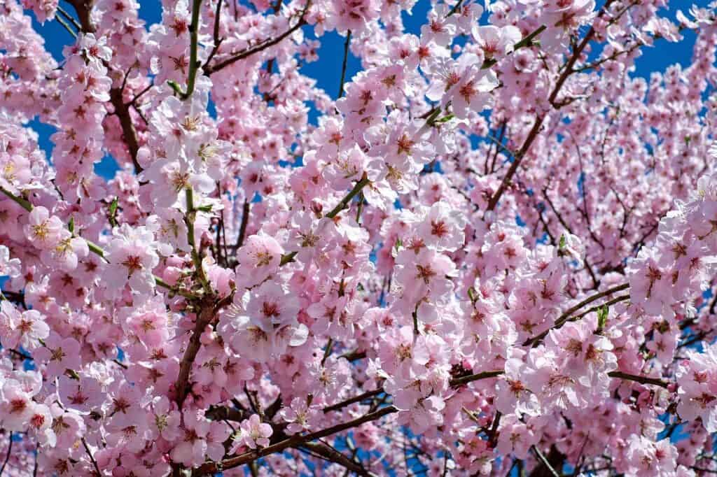 A cherry tree on the article Can Cherry Trees Grow in Texas? Best Varieties & Climate Tips