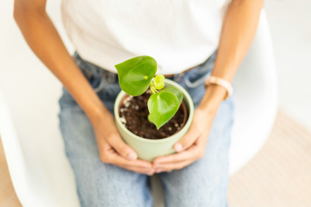 A lady holding a pot with a plant with green leaves on the article How Often Should You Water Peperomia Raindrop