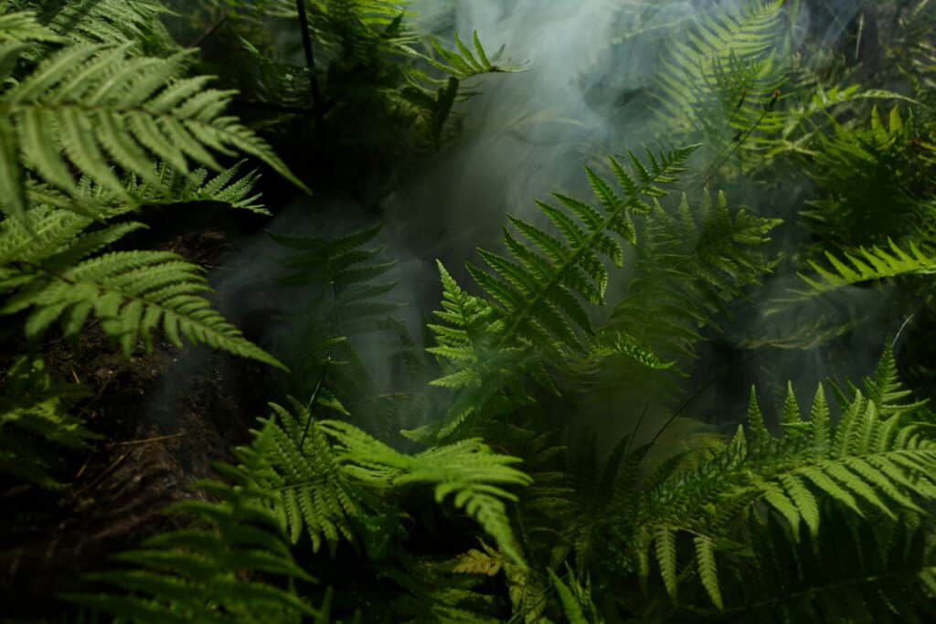 Lots of green ferns on the article Kangaroo Fern Watering, Soil, and Humidity Guide