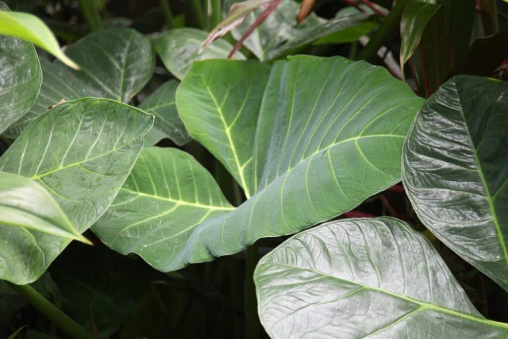 Green leaves on the article Why Is My Philodendron Micans Limp? Causes, Fixes & Care Tips
